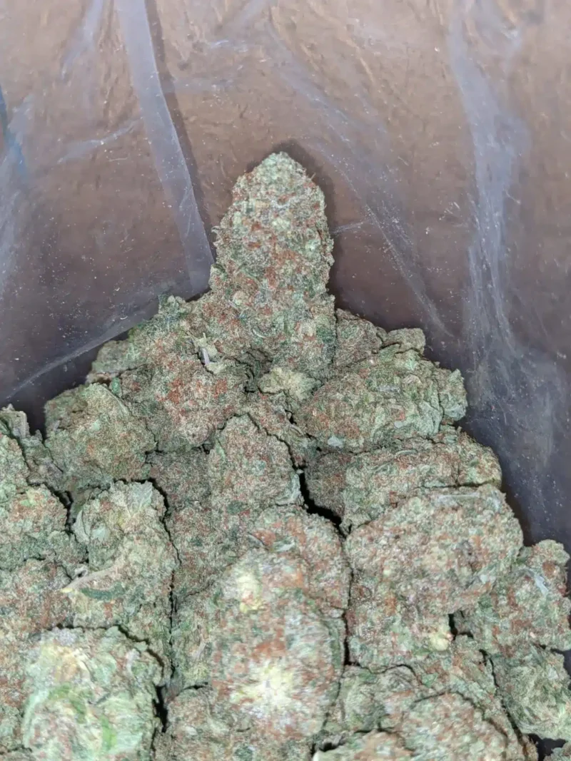 Papaya - Image 4