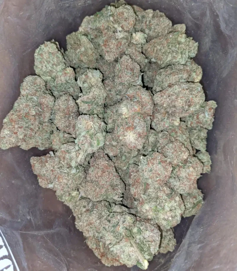 Papaya - Image 6