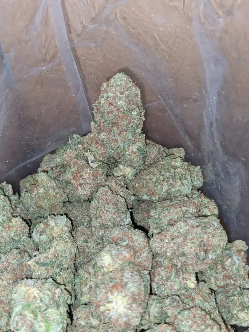 Papaya - Image 7
