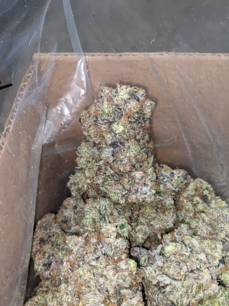 Pink Kush - Image 6