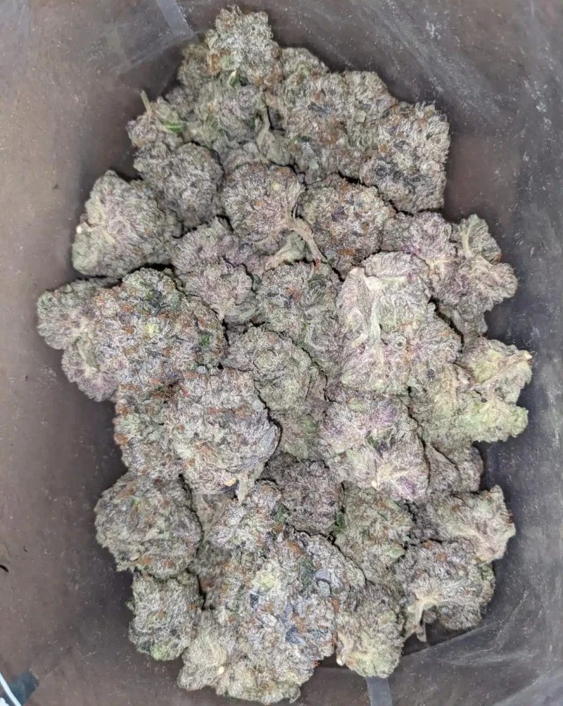 Pink Death AAA - Image 5