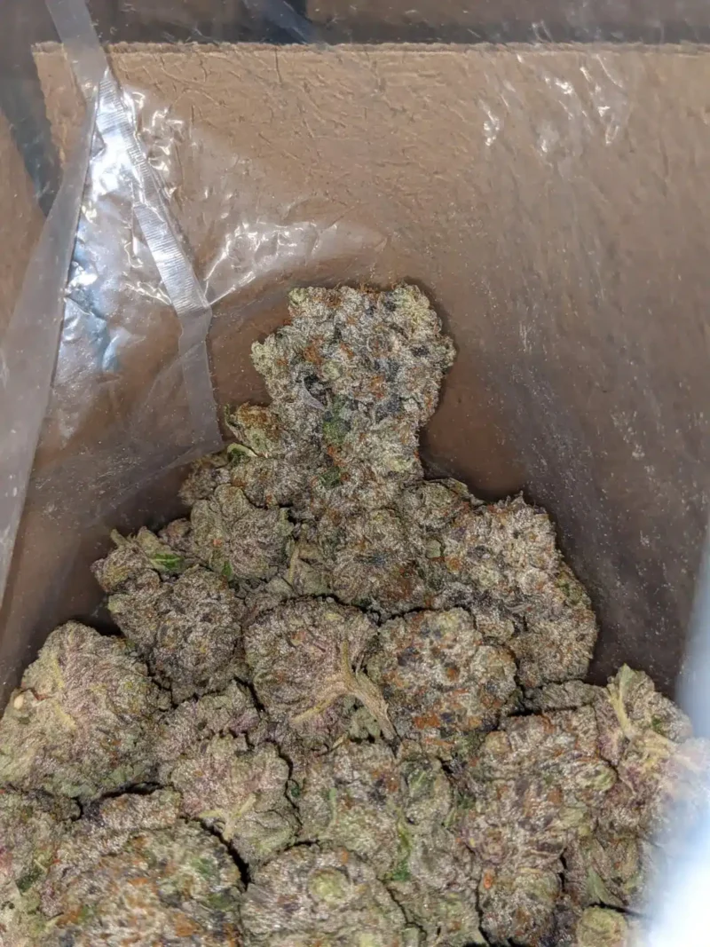 Pink Death AAA - Image 7