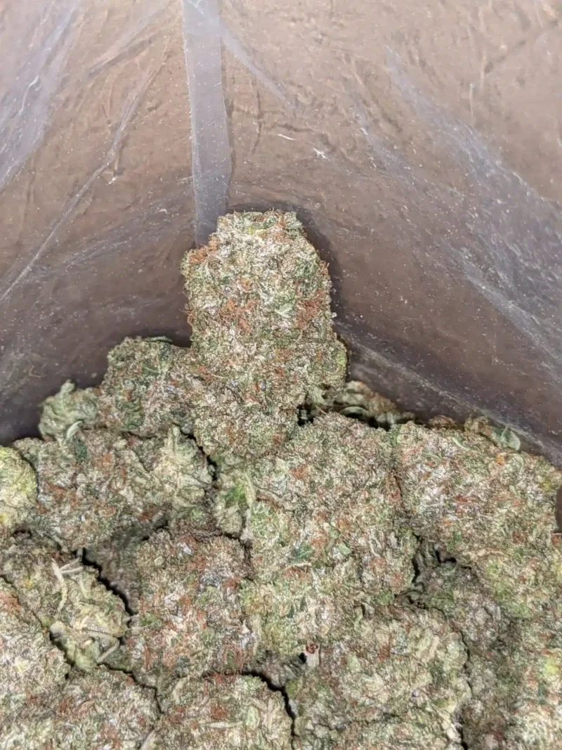 Platinum Pink - Image 7