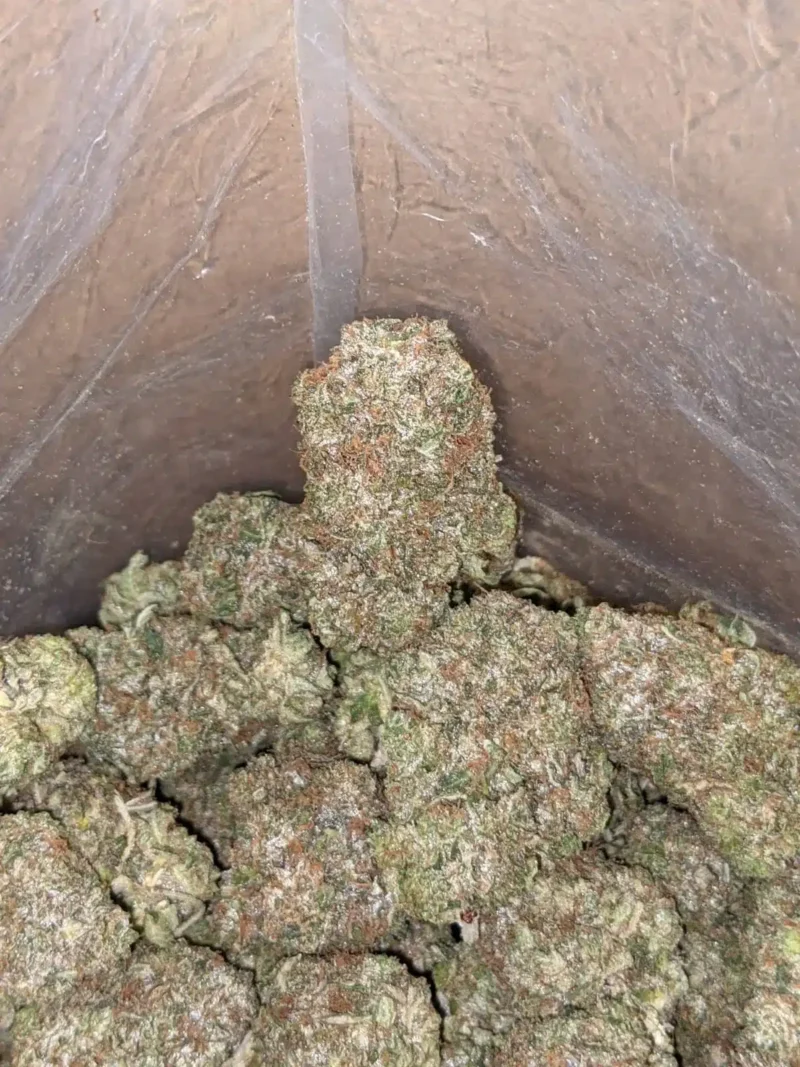 Platinum Pink - Image 4