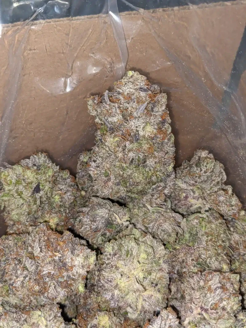 Predator Pink - Image 7