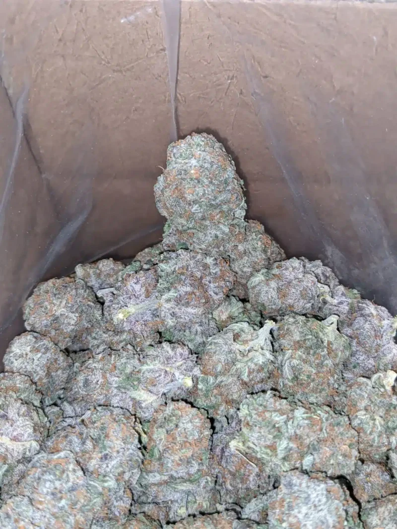 Pure Amnesia - Image 7
