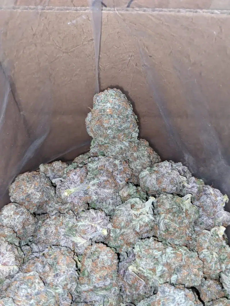 Pure Amnesia - Image 6