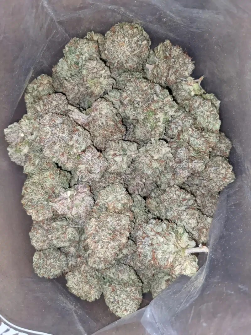 Purple Kush - Image 4