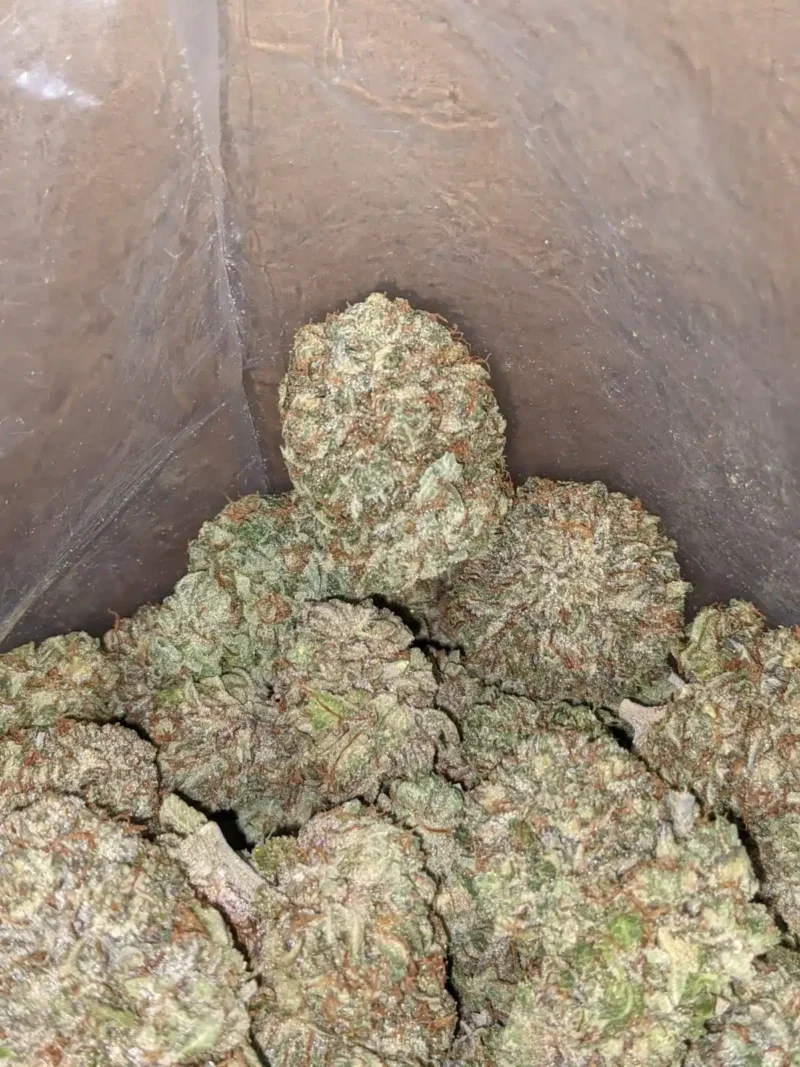 Purple Kush - Image 6
