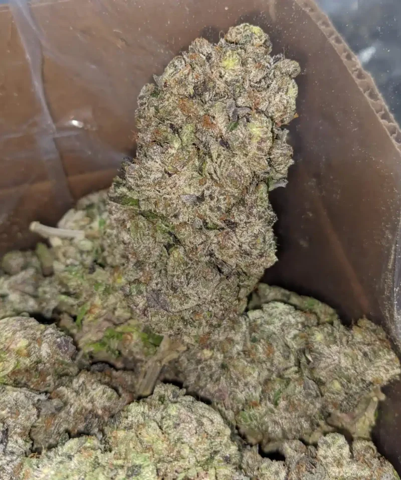Purple Rockstar - Image 6