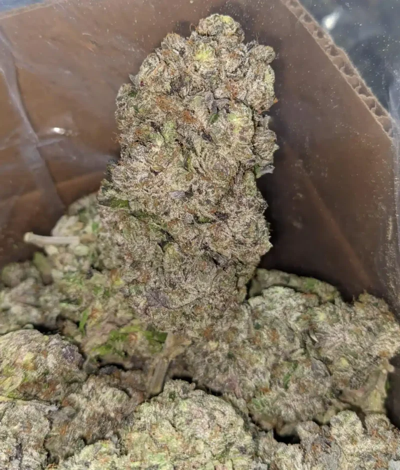 Purple Rockstar - Image 5