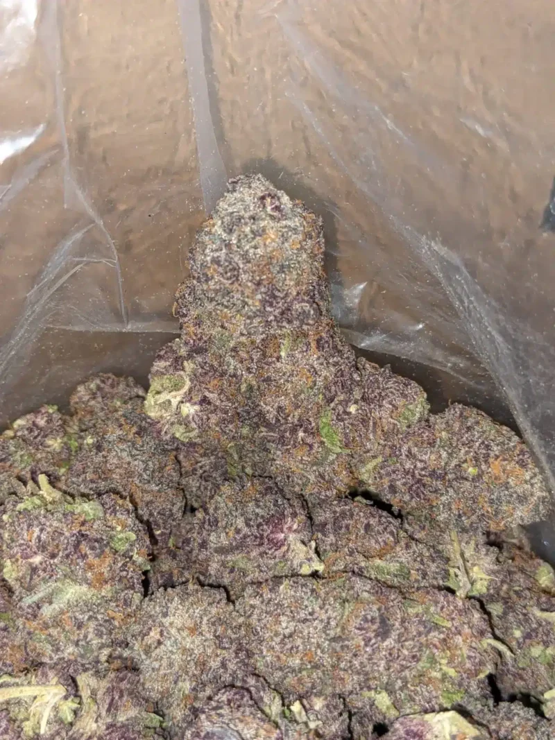 Purple Voodoo - Image 7