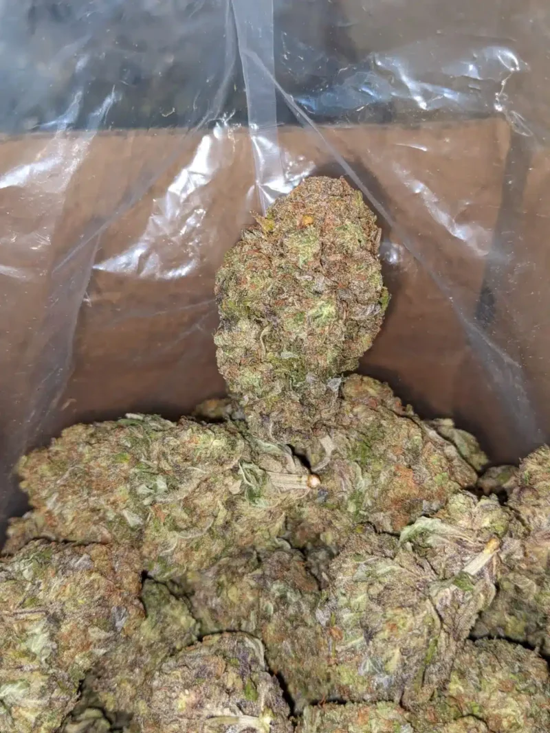 Purple Punch - Image 6