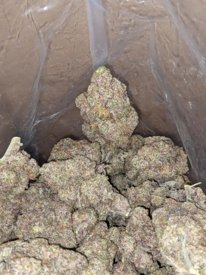 Purple Stardawg - Image 4