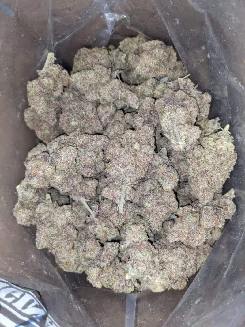 Purple Stardawg - Image 7