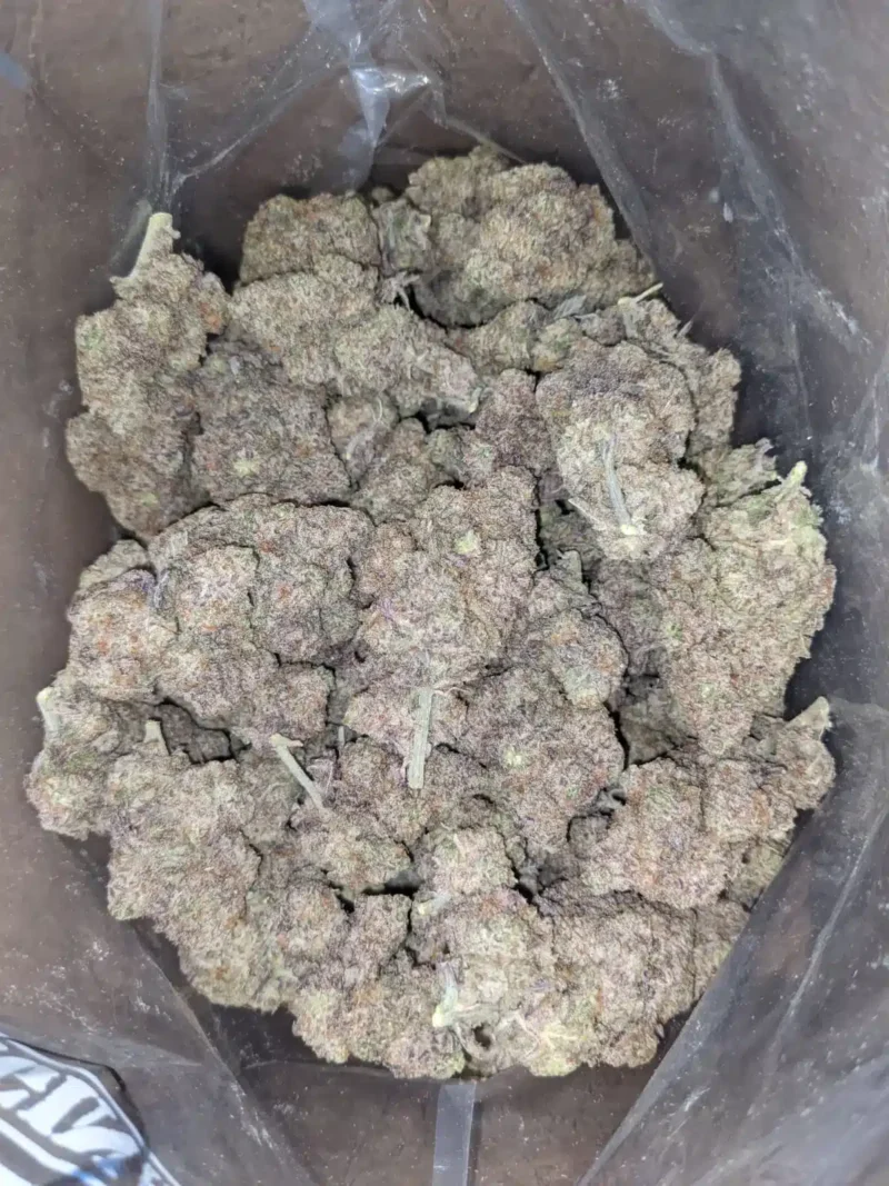 Purple Stardawg - Image 6