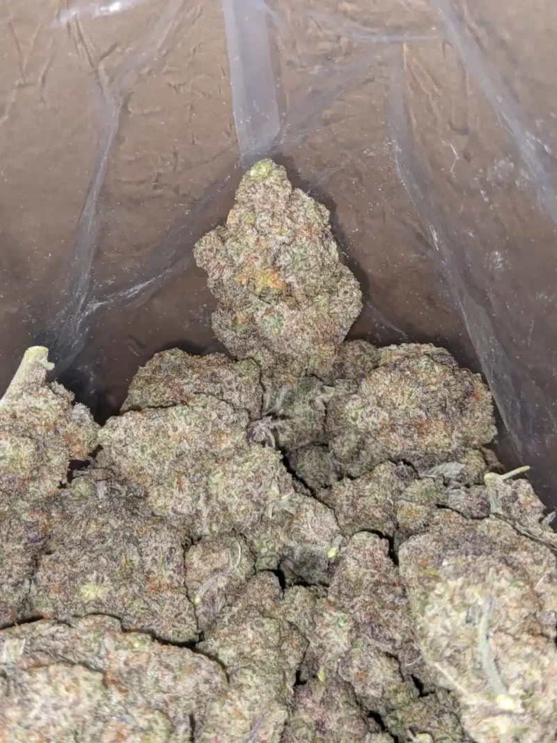 Purple Stardawg - Image 5