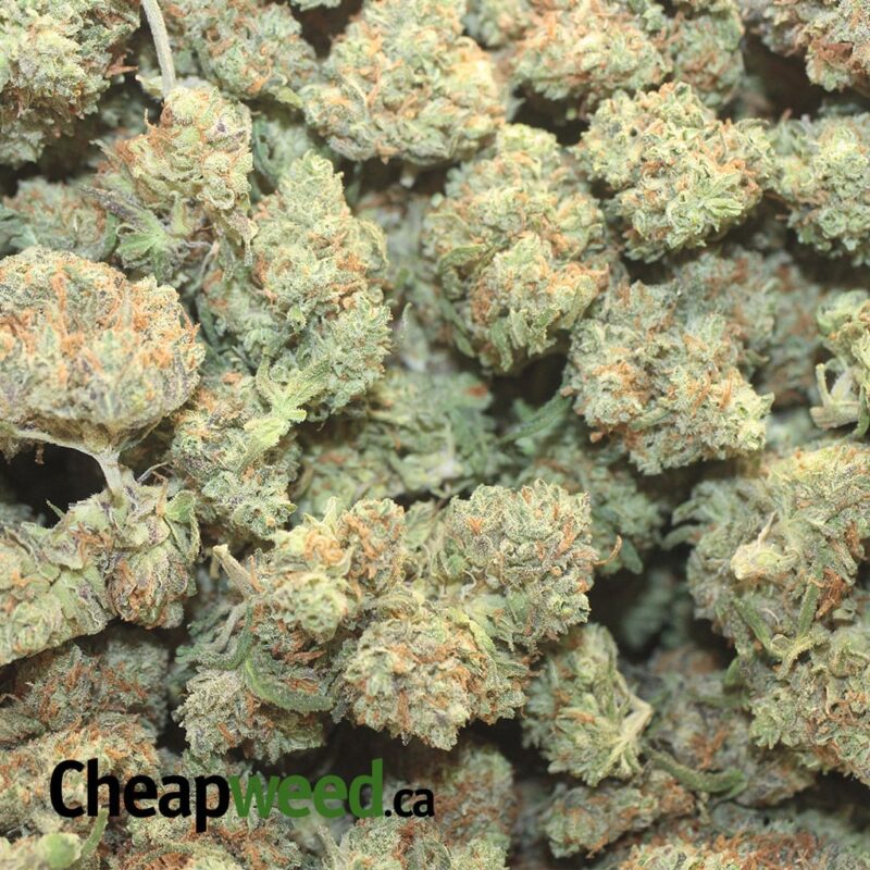 Red Berry – *Deal Of The Day* - Image 3