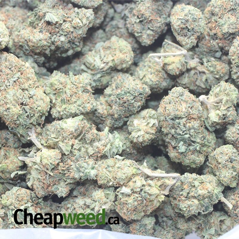 Rock bud - Image 3