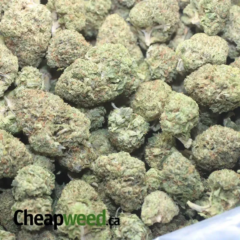 Rockbud Bulk Special - Image 3
