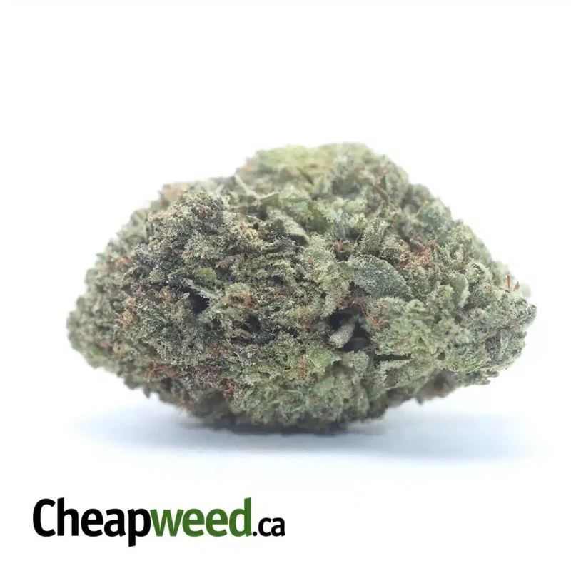 Rockbud Bulk Special