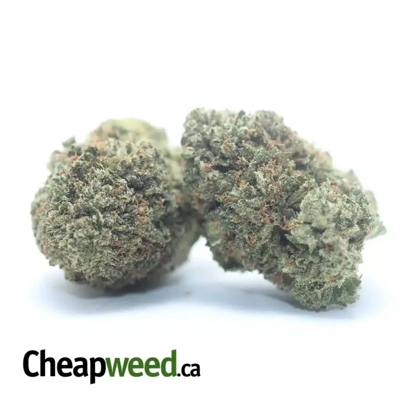 Rockbud Bulk Special - Image 2