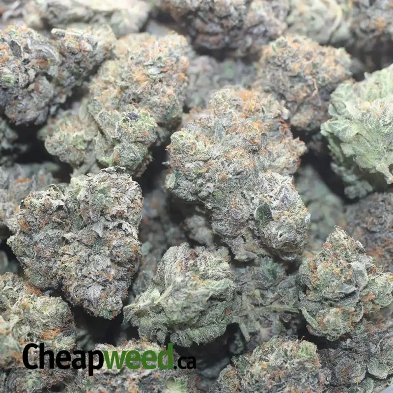 Rockstar Bubba - Image 3
