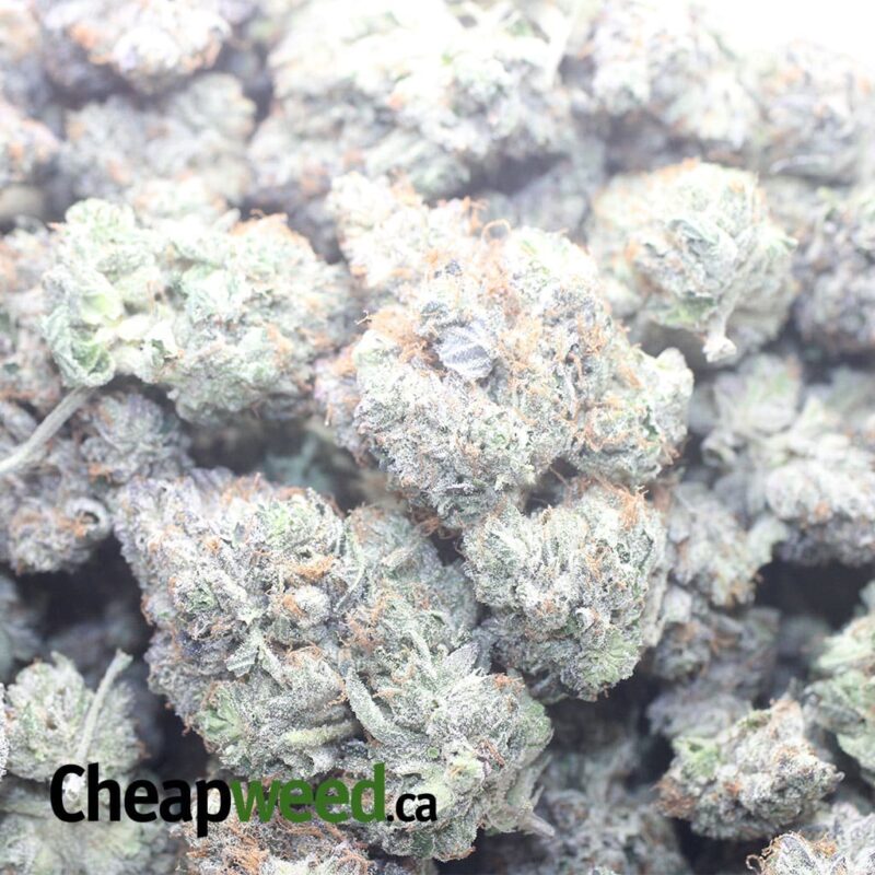 Rockstar Kush - Image 3