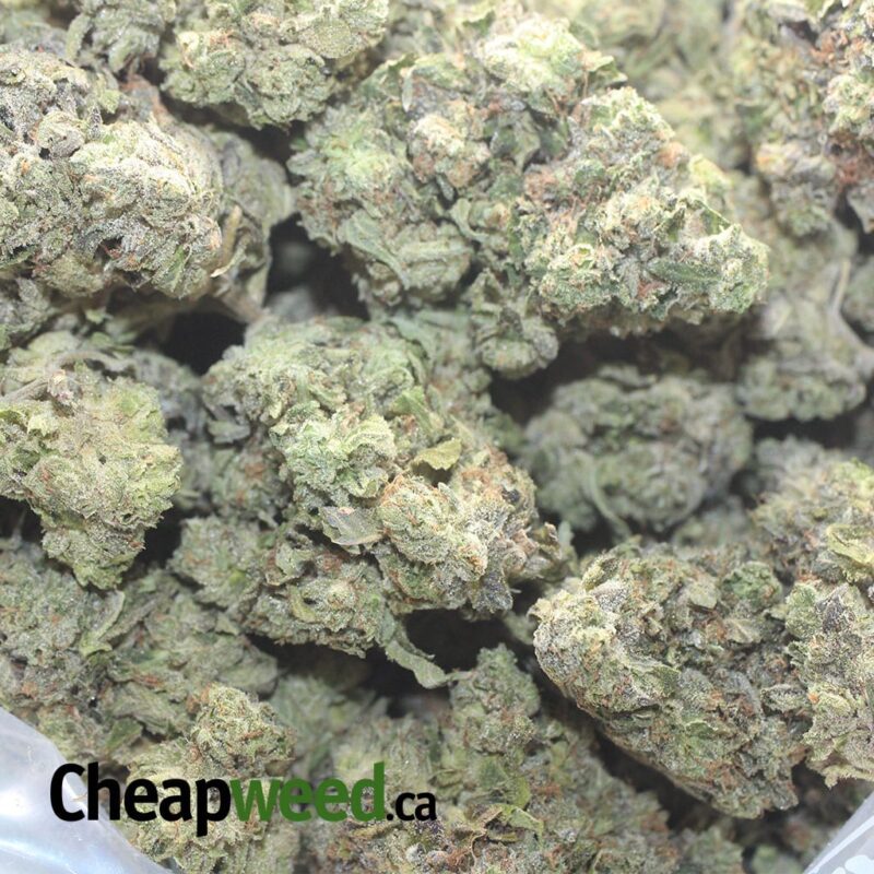Rockstar Tuna AAA - Image 3