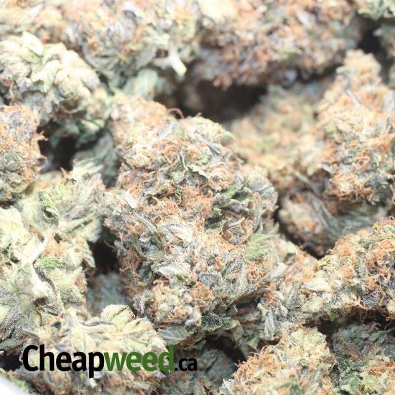 Master Rockstar Kush - Image 3