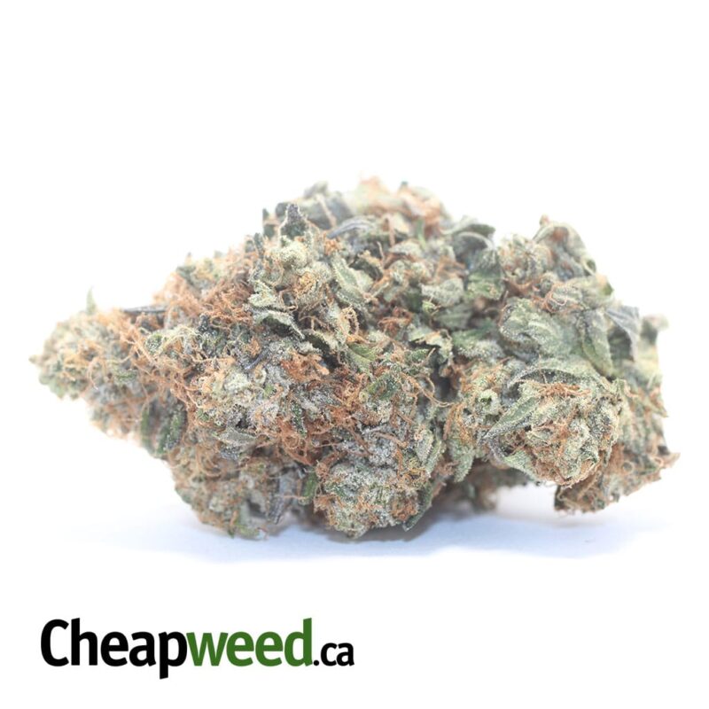 Master Rockstar Kush