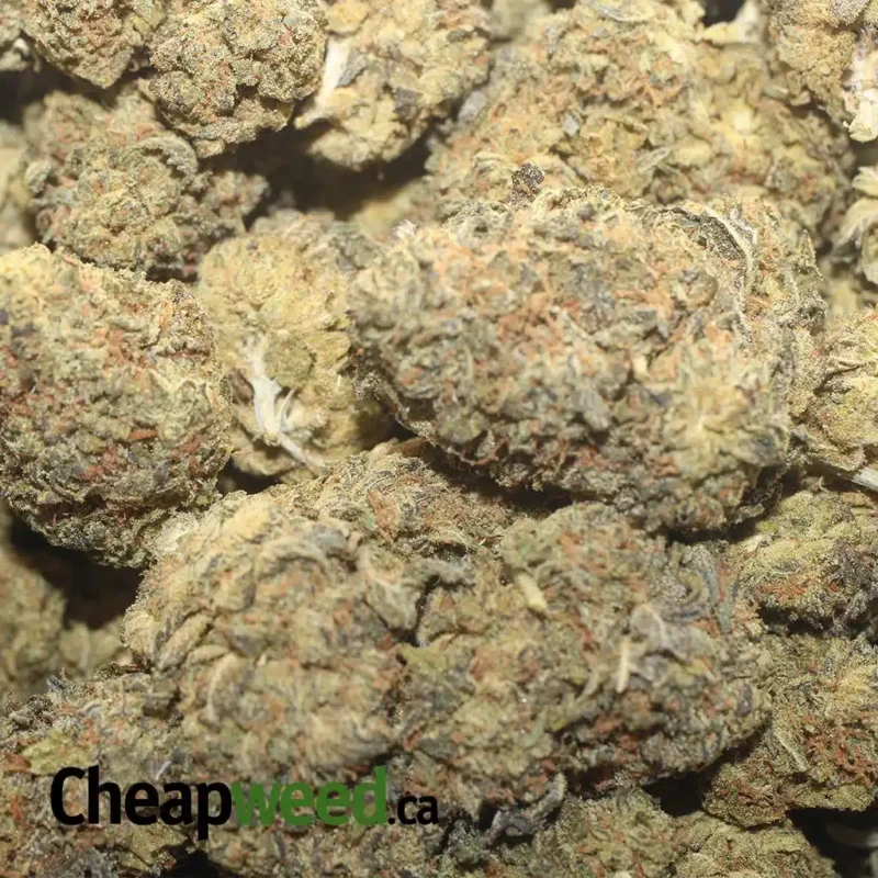 Runtz Bulk Special - Image 3