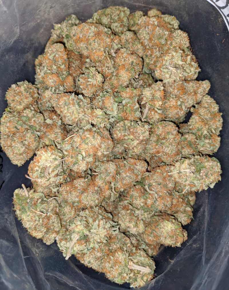 Russian Cream - Image 2