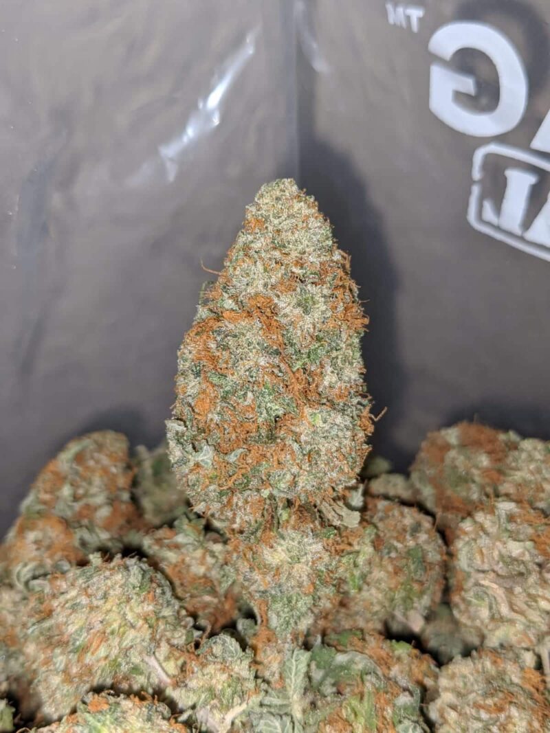 Russian Cream - Image 4