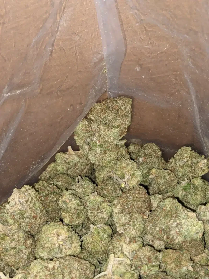 Rockbud Bulk Special - Image 6