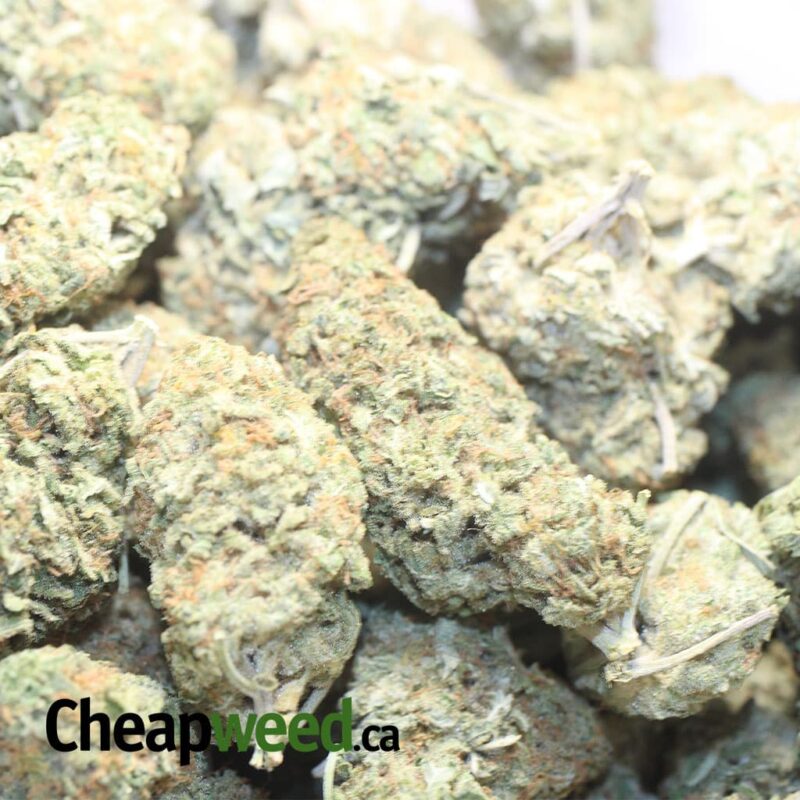 Sugar Cane – *Deal Of The Day* - Image 3