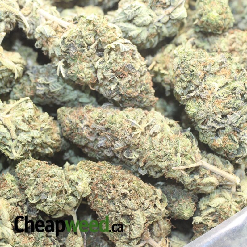 Sugar Shack – *Deal Of The Day* - Image 3
