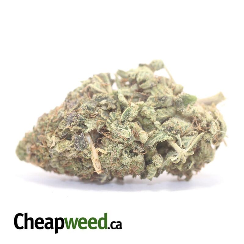 Sugar Shack – *Deal Of The Day*