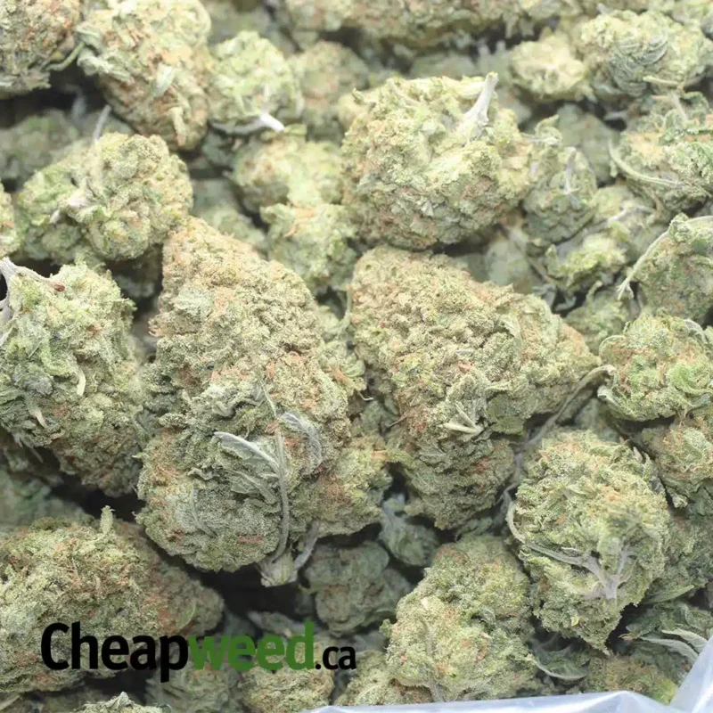 Scout Master Kush - Image 3