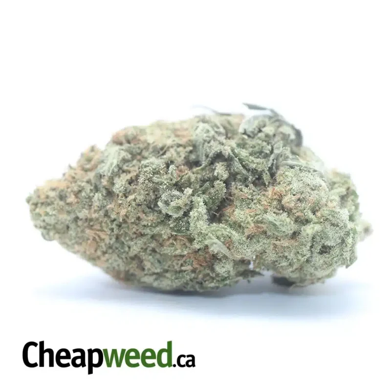 Scout Master Kush