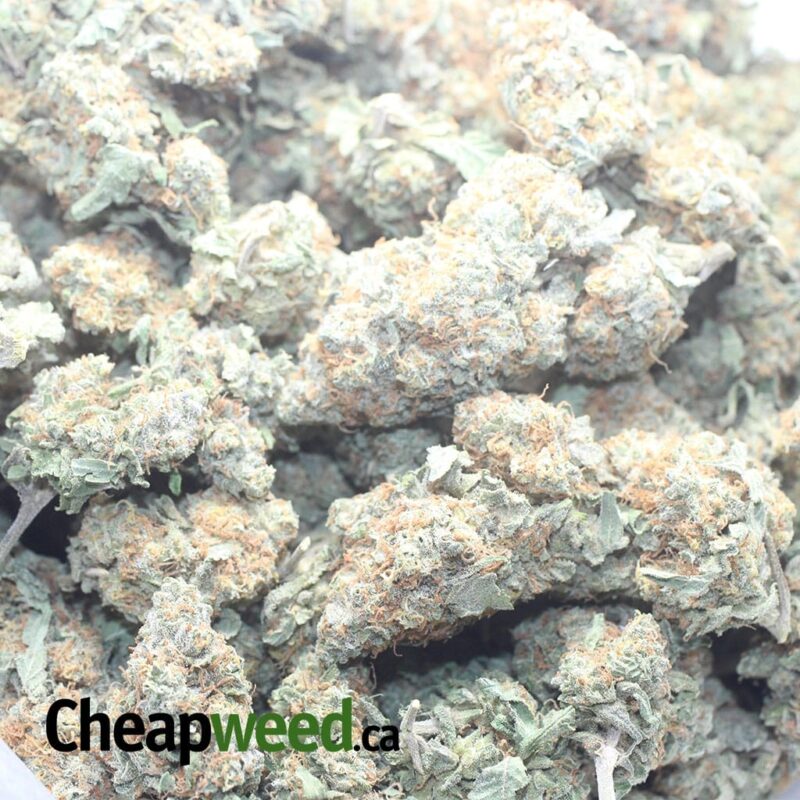 Seattle Cough - Image 3