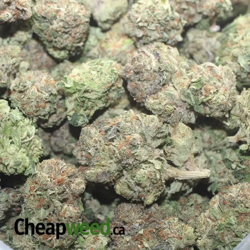 Sensi Star - Image 3