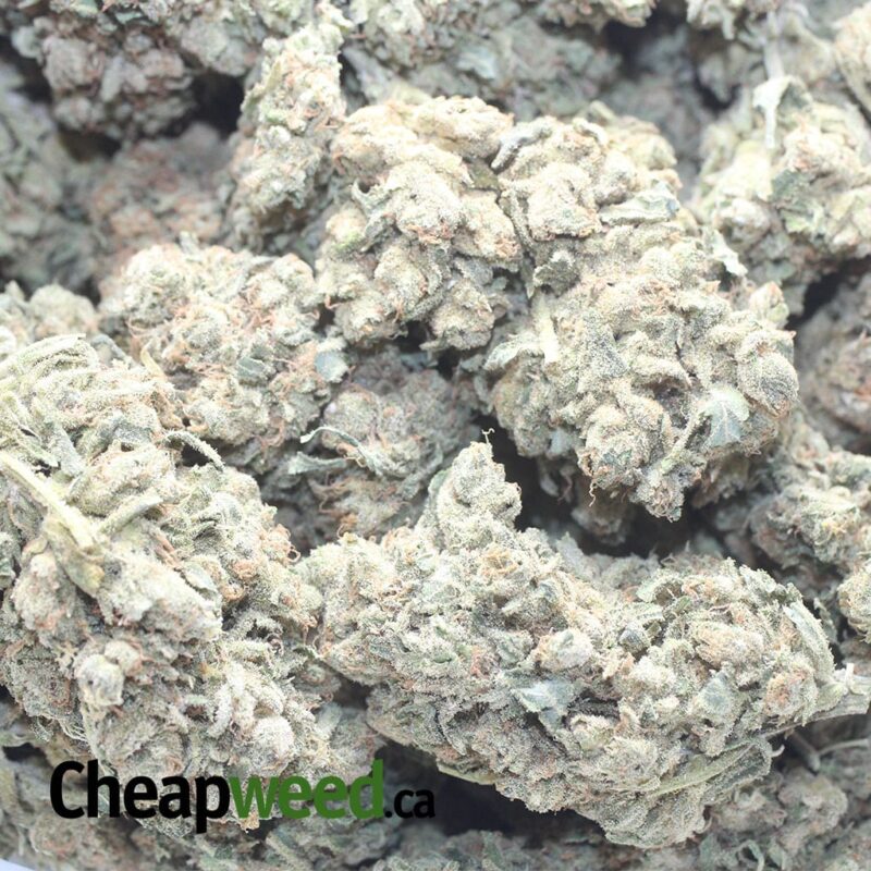 Sherbet - Image 3
