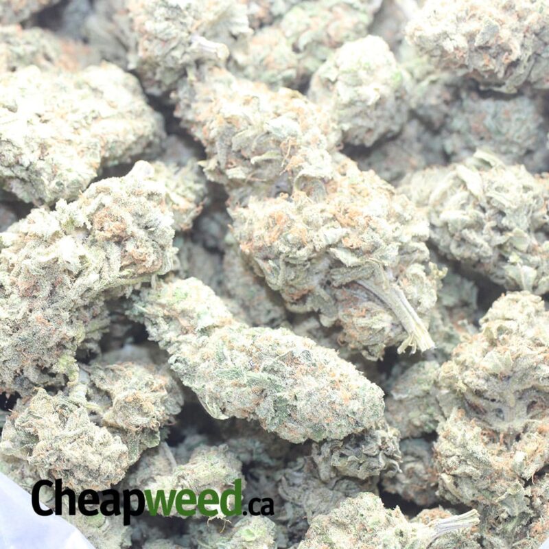 $ 48 Oz – Sherbert - Image 3