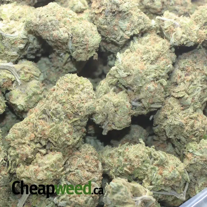 Sherbert - Image 3
