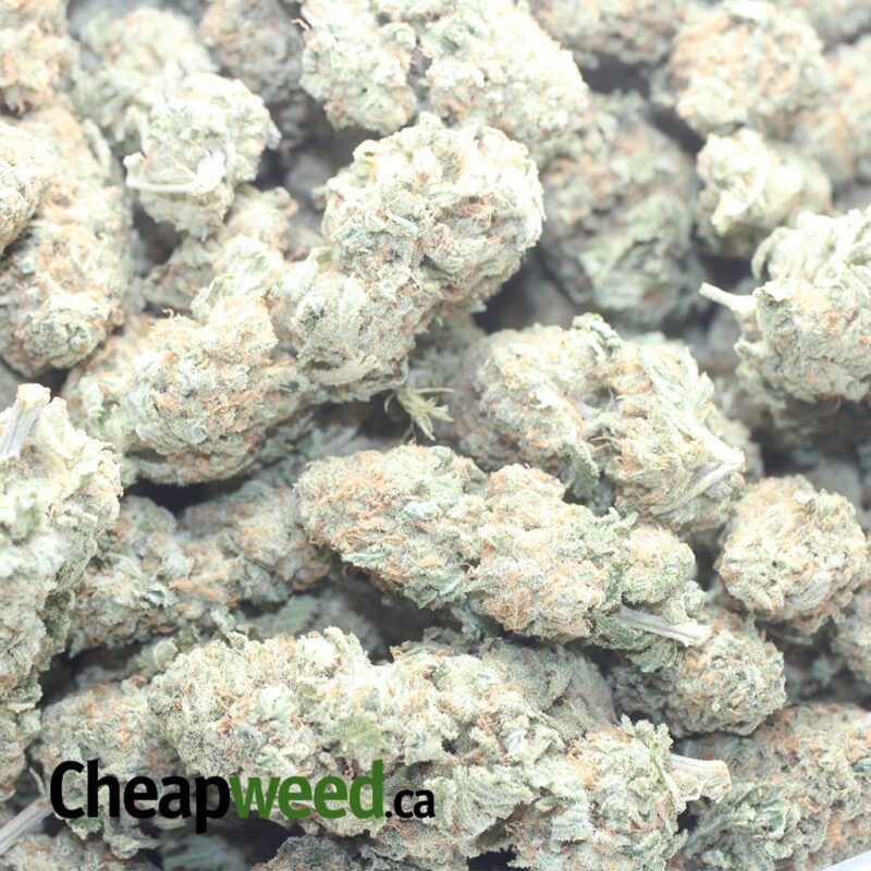 Shishkaberry - Image 3
