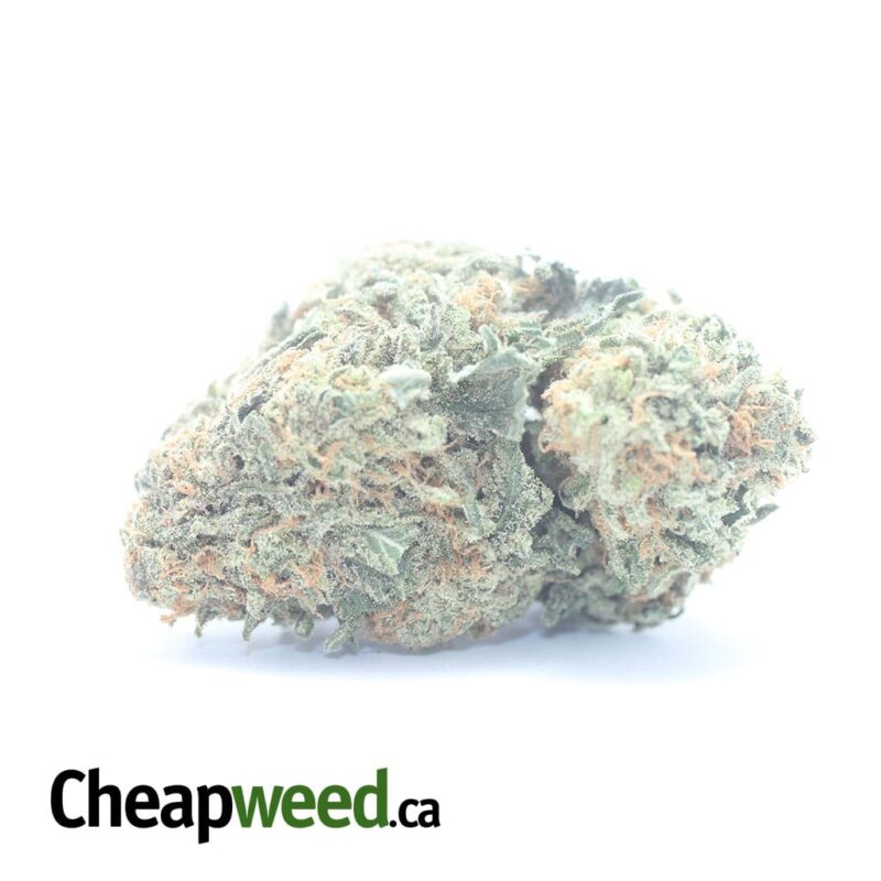 Sherbert #2