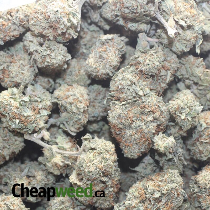 Silver Skunk - Image 3