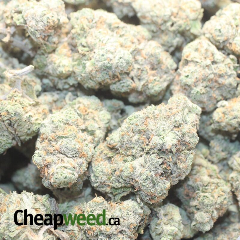Super Silver Haze - Image 3