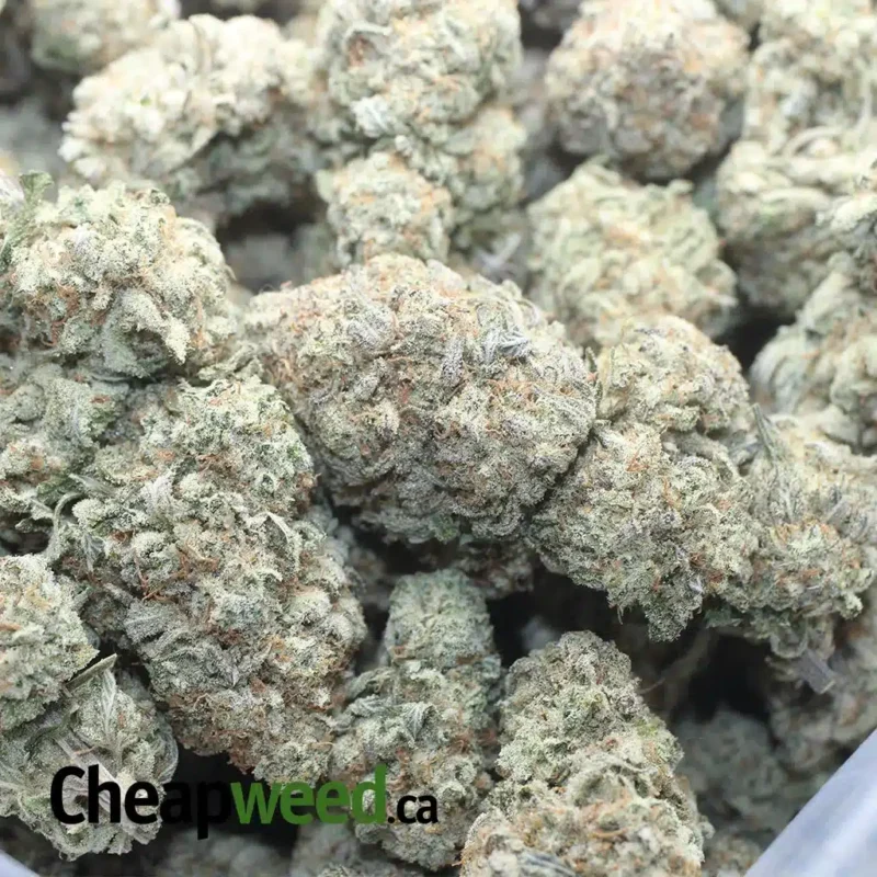 Stardawg - Image 3